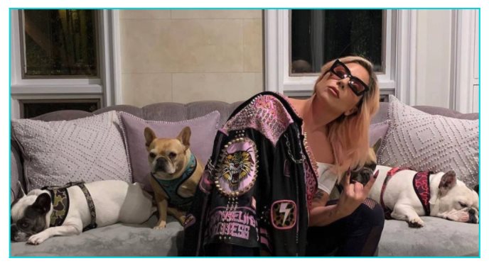 Dan 4 tiros al cuidador de perros de Lady Gaga y le roban 2 bulldogs franceses de la artista
